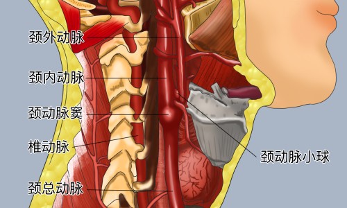 权威三七的价格平台,分享专业三七原药材价格多少知识_三七原药材价格网